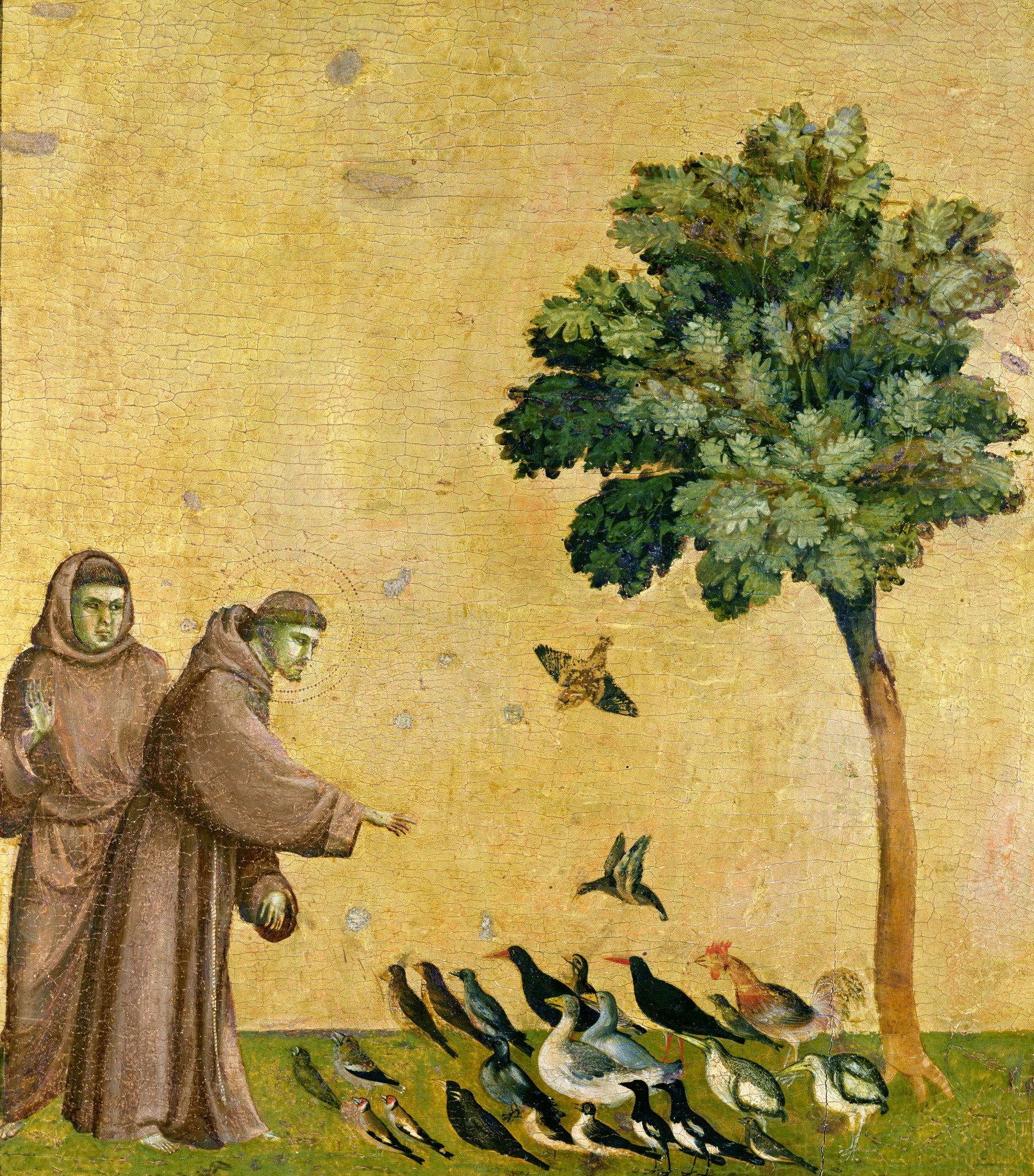 St. Francis Preaching to the Birds- Giotto, restored fine-art print